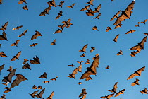Little red flying-foxes (Pteropus scapulatus)  flying to roost on inland white mahogany trees ,   Atherton Tablelands, Queensland,Australia.