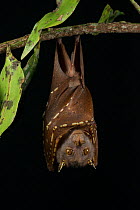 Tube-nosed bat (Nyctimene sp), Atherton Tablelands, Queensland, Australia.