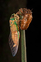 Cicada (Cicacidae) newly metamorphosed cicada.  Queensland, Australia.