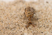 Antlion (Myrmeleontidae) out of its sandy trap,  Queensland, Australia.