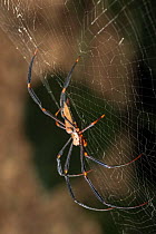 Golden orb weaving spiders (Nephila) on its web. Golden Orb Weaving Spiders are large spiders with silvery-grey to plum coloured bodies and brown-black, often yellow banded legs, Queensland,Australia.