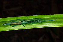 Peppermint stick insect (Megacrania batesii) on a pandanus leaf, Queensland, Australia.