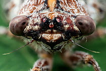 Close up shot of Cicada (Cicadidae) eyes,  Queensland,Australia.