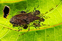 Stink bug (Pentatomidae) with nymphs, Queensland, Australia.