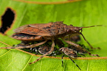 Stink bug (Pentatomidae) with nymphs, Queensland, Australia.