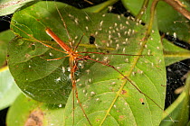 Long jawed spider (Tetragnathidae) with spiderlings, Queensland, Australia.