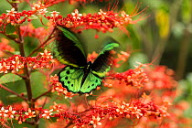 Cairns birdwing butterfly (Ornithoptera euphorion) on red tropical flowers, Queensland, Australia.