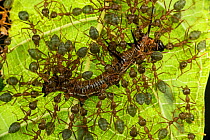 Green tree ants (Oecophylla smaragdina) attacking a caterpillar,  Queensland, Australia.
