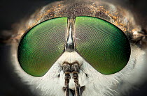 Close up of a March fly eyes (Tabanidae) Queensland,Australia.