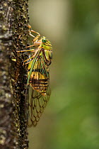 Cicadas (Cicadidae) on tree trunk, Queensland, Australia.