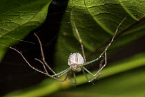 Wolf spider (Lycosidae)  with egg case, Queensland,Australia.