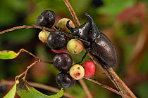 Rhinoceros Beetle (Xylotrupes ulysses) on forest fruits, Queensland,Australia.