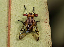 Focus stack of Hammerhead Fly (Diopsidae) Queensland, Australia.