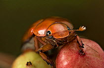 Flower beetle (Cetoniinae)  Australia.