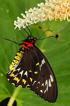 Cairns birdwing butterfly (Ornithoptera euphorion) female on tropical flowers, Queensland, Australia.