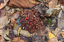 Southern cassowary (Casuarius casuarius) faeces containing fruit seeds  Queensland, Australia.