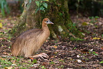Southern cassowary (Casuarius casuarius) chick possibly age one year.  Atherton Tablelands, Queensland,Australia.