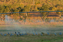 Brolga cranes (Grus rubicunda) in field as it is irrigated, Mareeba, Queensland,Australia.