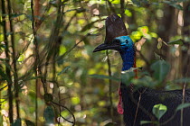 Southern cassowary, (Casuarius casuarius)  Atherton Tablelands, Queensland,Australia.