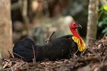 Australian brush-turkey  (Alectura lathami) at his nest.  Atherton Tablelands, Queensland, Australia.