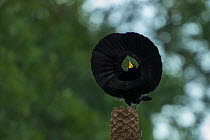 Victoria's riflebird (Ptiloris victoriae) displaying, Atherton Tablelands, Queensland, Australia.