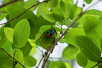 Double-eyed fig parrot (Cyclopsitta diophthalma), Queensland,Australia.