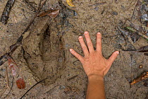Southern Cassowary (Casuarius casuarius) claw print next to human hand.  Queensland, Australia.