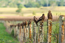 Black kites (Milvus migrans)  sitting on a row of fence posts. Queensland, Australia.