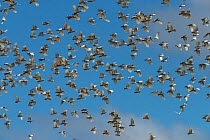 Huge flock of Sulphur-crested Cockatoo (Cacatua galerita)  flying after eating / digging peanuts from the newly ploughed fields. Atherton Tablelands, Queensland,Australia.