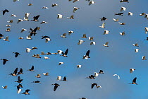 Huge flock of Sulphur-crested Cockatoo (Cacatua galerita) and Straw-necked Ibis (Threskiornis spinicollis) flying after eating / digging peanuts from the newly ploughed fields. Atherton Tablelands, Qu...