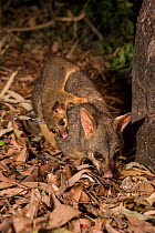 Common brushtail possum (Trichosurus vulpecula) with joey. Magnetic Island, Townsville, Queensland,Australia.