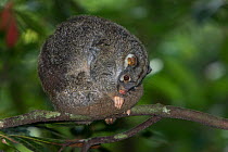 Green ringtail possum (Pseudochirops archeri) curled up in the forest during the day,  Atherton Tablelands, Queensland, Australia.