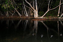 Fishing bats (Myotis macropus) hunting over river at night, Davis Creek, Queensland, Australia, November 2014.