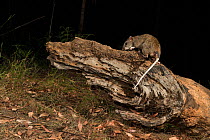 Giant white-tailed rat (Uromys caudimaculatus) at night, Queensland, Australia.