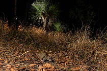 Giant white-tailed rat (Uromys caudimaculatus)  at night, Queensland, Australia.