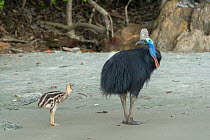 Cassowary (Casuarius casuarius) father and chick walking on beach. Far North Queensland, Queensland, Australia.