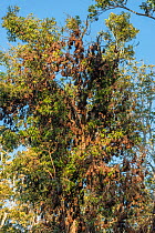 Little red flying foxes (Pteropus scapulatus) roosting in clusters. Atherton Tablelands, Queensland, Australia.
