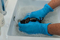 Tolga Bat Hospital worker washing Spectacled flying fox baby (Pteropus conspicillatus) in a sink at the Tolga Bat Hospital, Queensland, Australia.