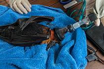 Spectacled flying fox (Pteropus conspicillatus) is anaesthetised before a radio collar is attached to its neck for scientific research. Atherton, Queensland, Australia.