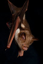 Diadem Leaf-nosed Bat (Hipposideros diadema reginae) at the Tolga Bat Hospital, Queensland, Australia, June.