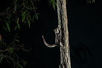 Sugar glider (Petaurus breviceps) at night, Cardwell, Queensland, Australia.