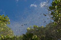Tent spider (Cyrtophora moluccensis) Mowbray river mangroves, Port Douglas, Queensland, Australia.