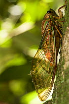 Cicada (Cicadidae) on tree trunk, Queensland, Australia.