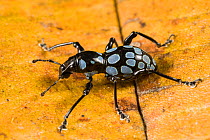 Polka dots beetle weevil (Pachyrrhynchus congestus) Queensland, Australia.