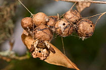 Bird-dropping spider (Celaenia excavata) on egg sac, Queensland, Australia.