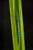 Peppermint stick insect (Megacrania batesii) on a Pandanus leaf,  Queensland, Australia.