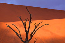 Ancient dead Camelthorn tree (Vachellia erioloba) in Deadvlei, Sossusvlei Salt Pan, Namib Naukluft National Park, Namibia