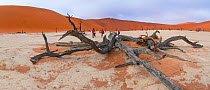 Tourists walking among ancient dead Camelthorn tree (Vachellia erioloba) in Deadvlei, Sossusvlei Salt Pan, Namib Naukluft National Park, Namibia