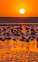 Lesser flamingos (Phoeniconaias minor) wading in saltwater lagoon at sunset, Salinas, Walvis Bay, Namibia