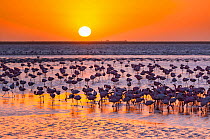Lesser flamingos (Phoeniconaias minor) wading in saltwater lagoon at sunset, Salinas, Walvis Bay, Namibia